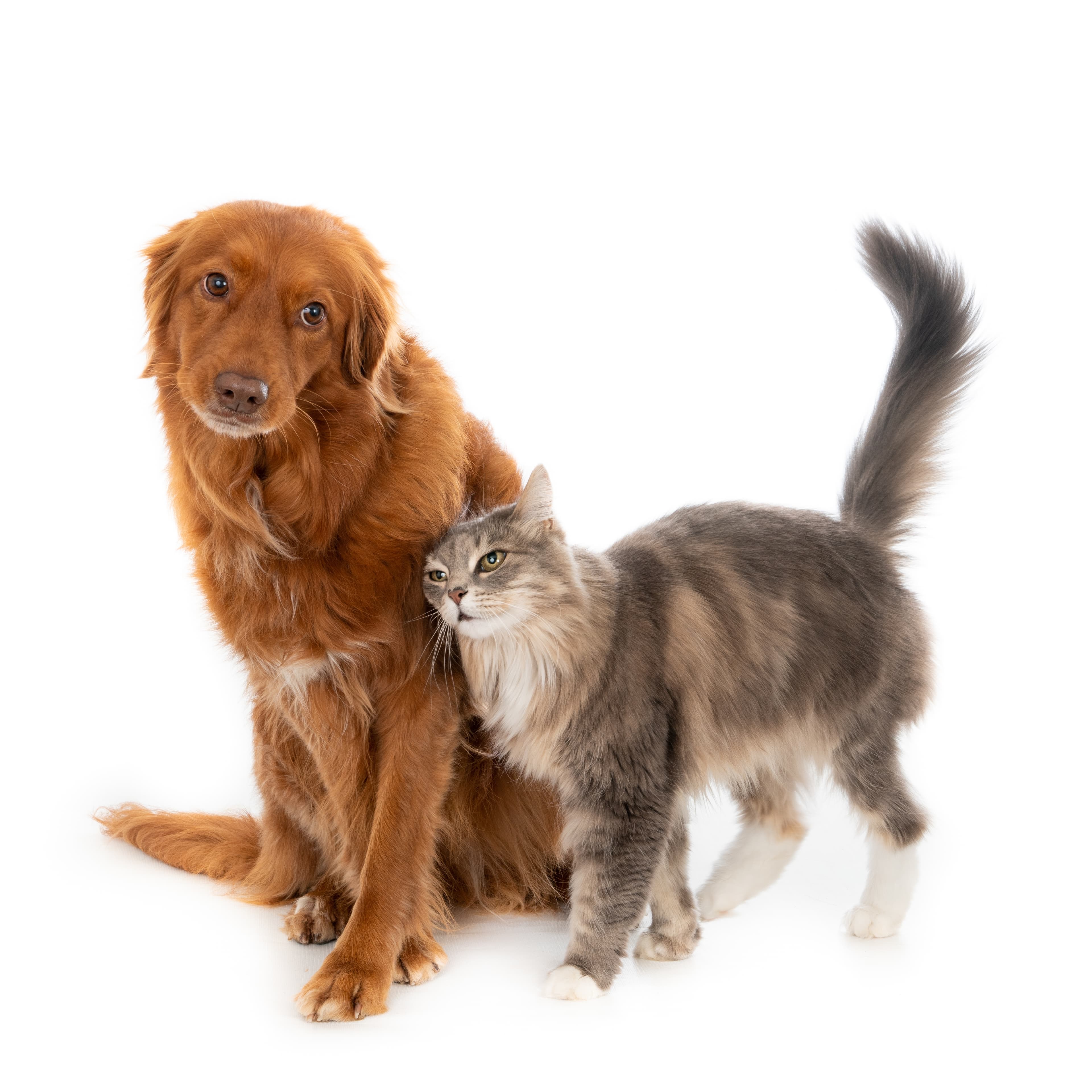 Pets & Other Animals